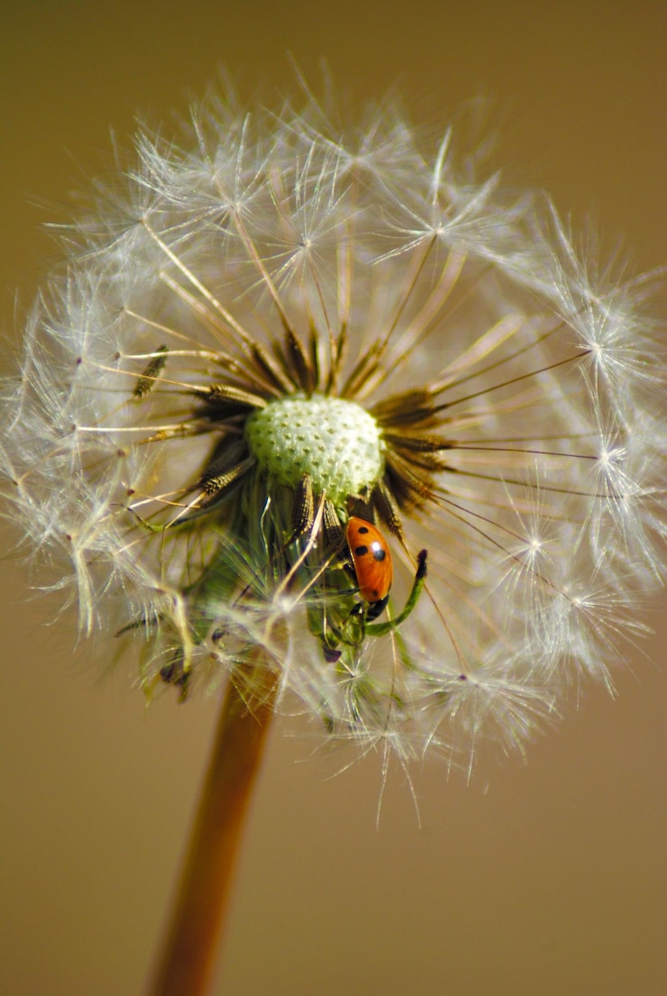 Foto close-up van een paardenbloem op de plant