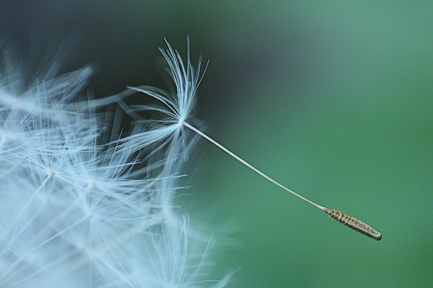 Foto close-up van een paardenbloem op de plant