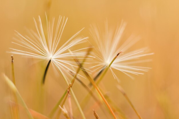 Foto close-up van een paardenbloem op de plant