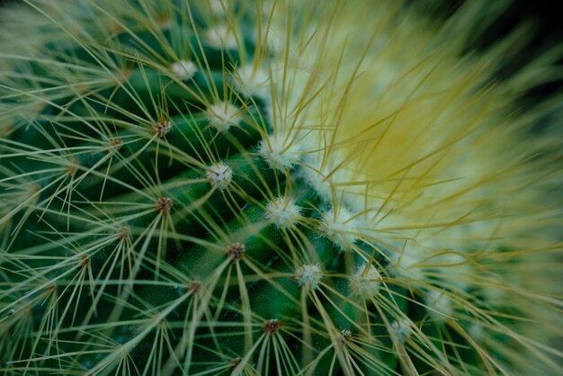 Close-up van een paardenbloem op een cactus