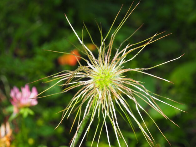 Foto close-up van een paardenbloem op het veld