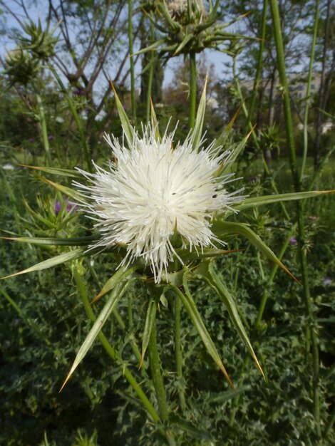 Foto close-up van een paardenbloem op het veld