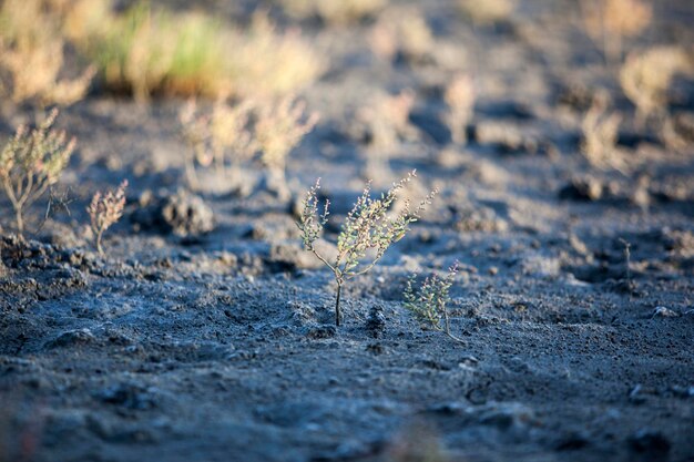 Foto close-up van een paardenbloem op het veld