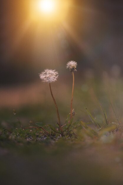 Foto close-up van een paardenbloem op het veld