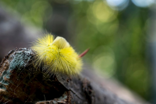 Foto close-up van een paardenbloem