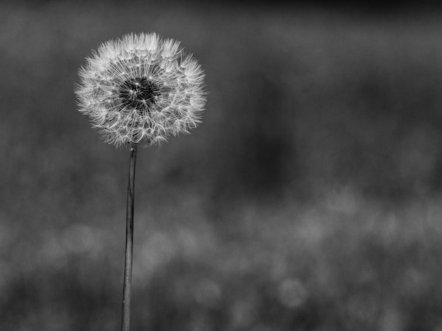 Foto close-up van een paardenbloem