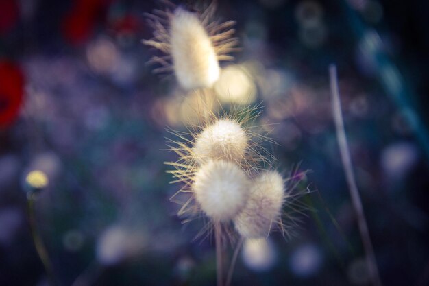 Close-up van een paardenbloem