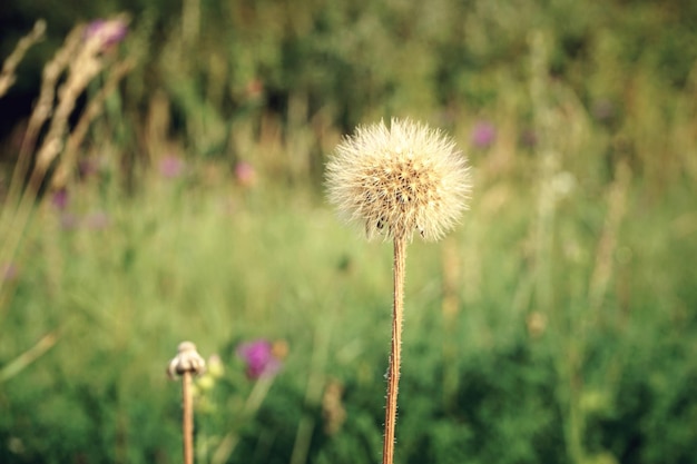 Close-up van een paardenbloem