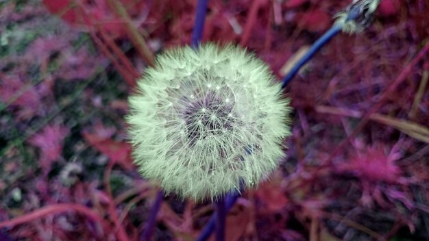 Foto close-up van een paardenbloem