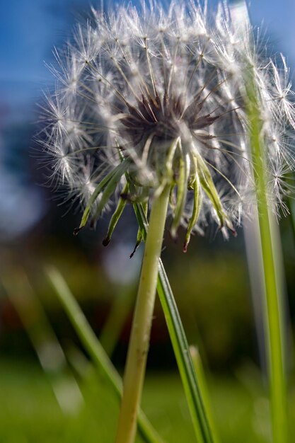 Foto close-up van een paardenbloem