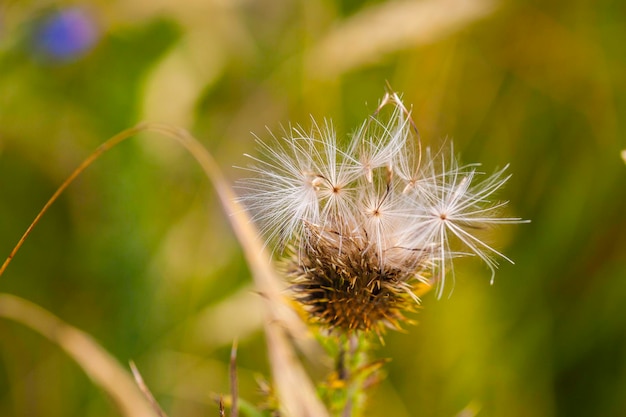 Foto close-up van een paardenbloem