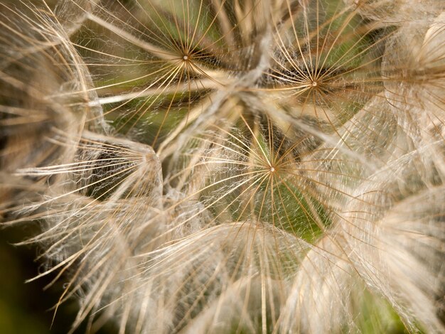 Foto close-up van een paardenbloem