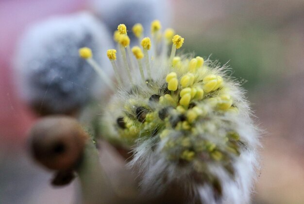 Foto close-up van een paardenbloem