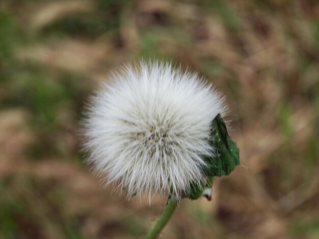 Foto close-up van een paardenbloem