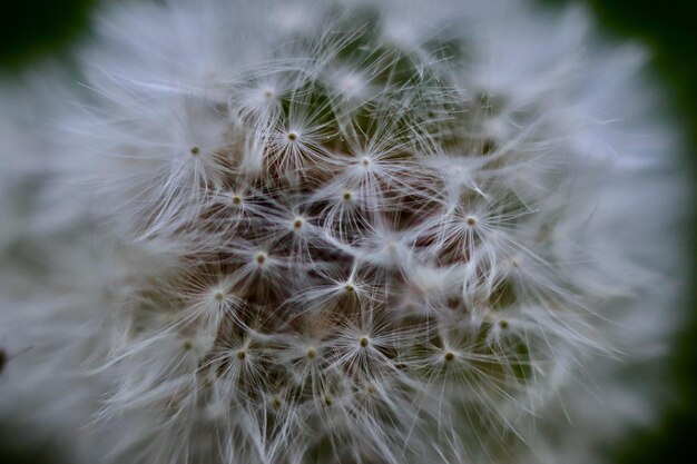 Foto close-up van een paardenbloem