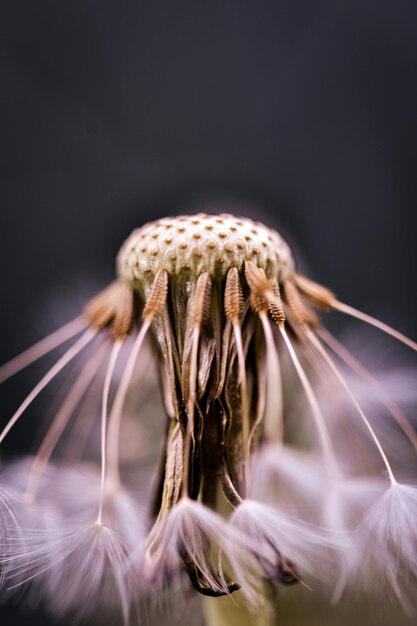 Foto close-up van een paardenbloem