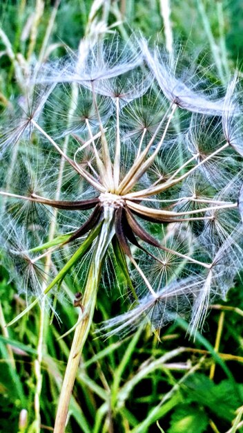 Foto close-up van een paardenbloem