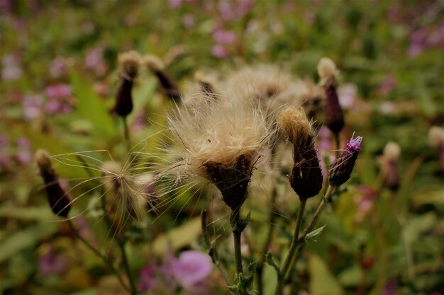 Foto close-up van een paardenbloem