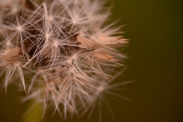 Foto close-up van een paardenbloem