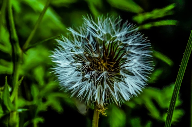 Close-up van een paardenbloem