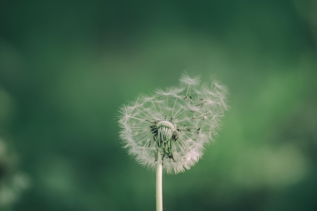 close-up van een paardenbloem