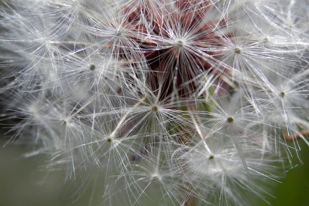 Foto close-up van een paardenbloemplant