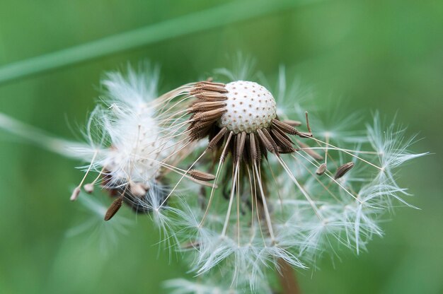 Foto close-up van een paardenbloemzaad dat in de open lucht groeit