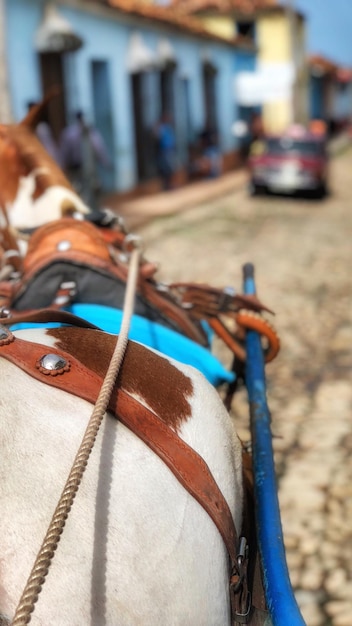 Foto close-up van een paardenkar op straat