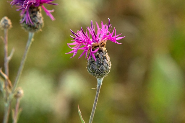 Foto close-up van een paarse bestuivende bloem