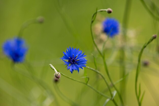 Foto close-up van een paarse bestuivende bloem