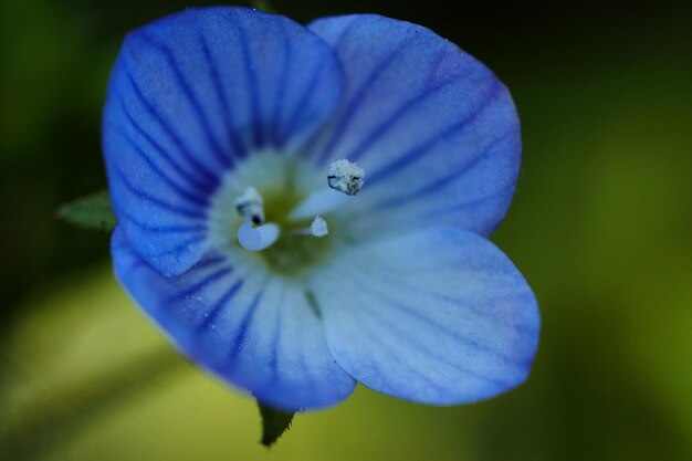 Close-up van een paarse blauwe bloem