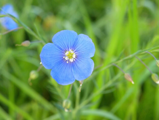 Foto close-up van een paarse blauwe bloem