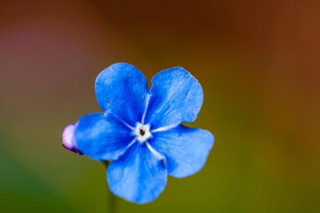 Foto close-up van een paarse blauwe bloem