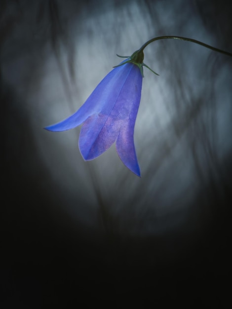 Foto close-up van een paarse blauwe klok bloem