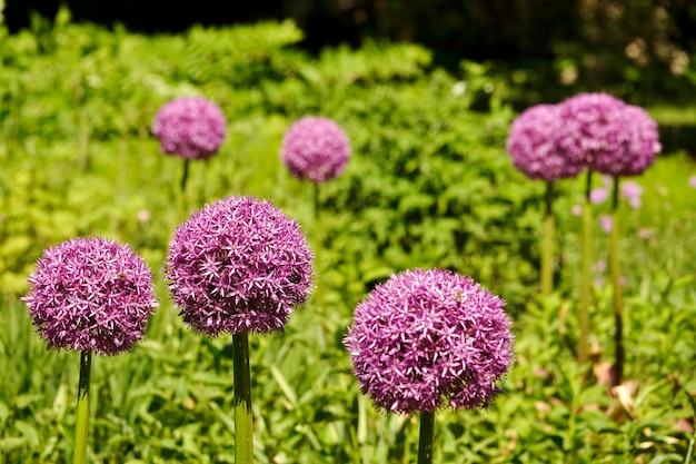 Foto close-up van een paarse bloeiende aliumplant op het veld