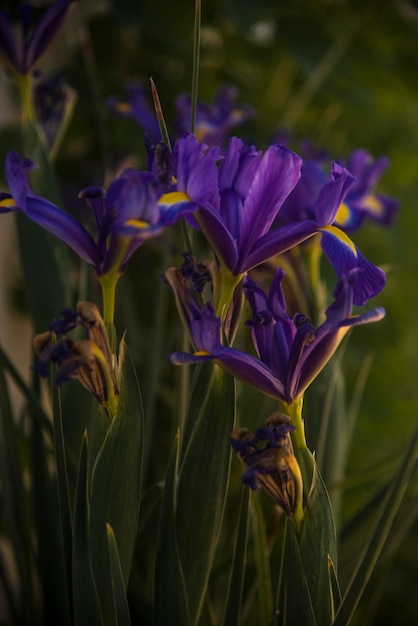 Foto close-up van een paarse bloeiende irisplant op het veld