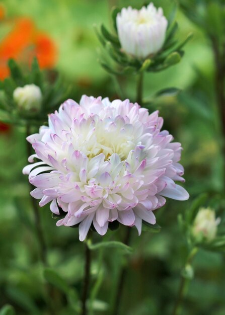 Foto close-up van een paarse bloeiende plant in een park