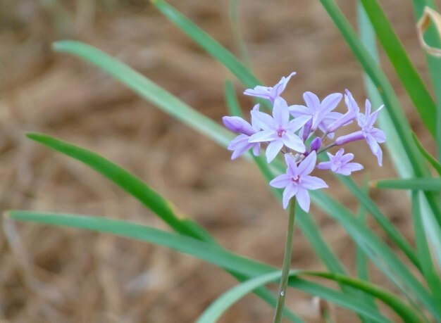 Foto close-up van een paarse bloeiende plant in het veld