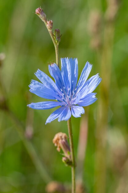 Foto close-up van een paarse bloeiende plant op het veld