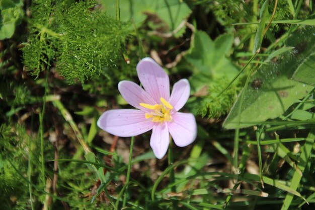 Foto close-up van een paarse bloeiende plant op het veld