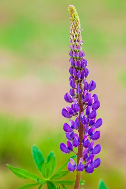 Foto close-up van een paarse bloeiende plant op het veld