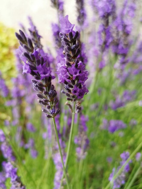 Close-up van een paarse bloeiende plant op het veld