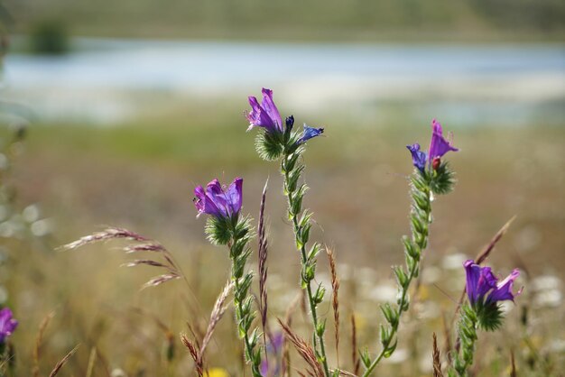 Foto close-up van een paarse bloeiende plant op het veld