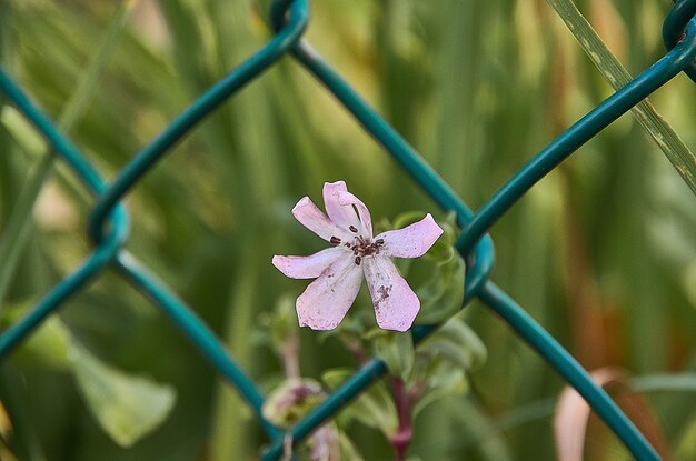 Foto close-up van een paarse bloeiende plant tegen een hek