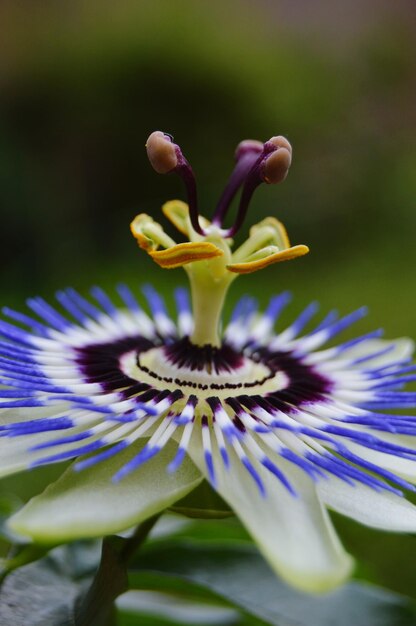 Foto close-up van een paarse bloeiende plant