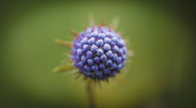 Foto close-up van een paarse bloeiende plant