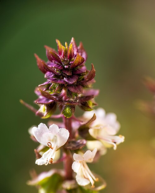 Close-up van een paarse bloeiende plant