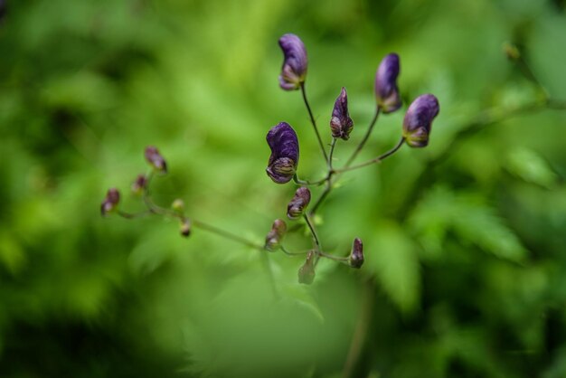 Foto close-up van een paarse bloeiende plant