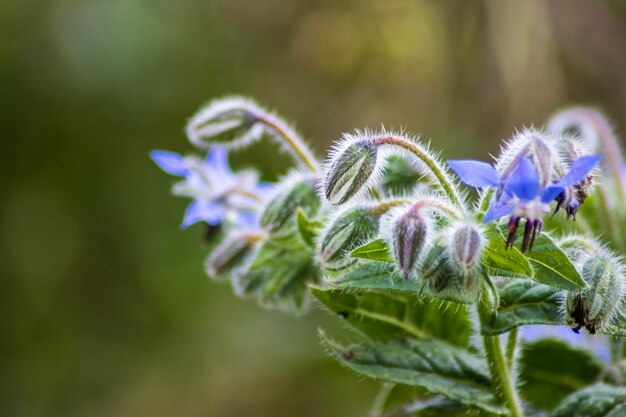 Foto close-up van een paarse bloeiende plant