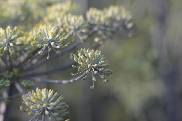 Foto close-up van een paarse bloeiende plant